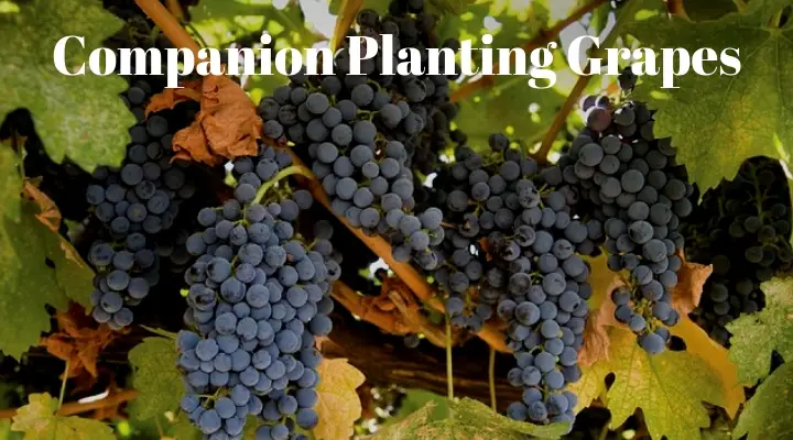 companion planting grapes