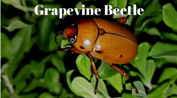 Grapevine Beetle 