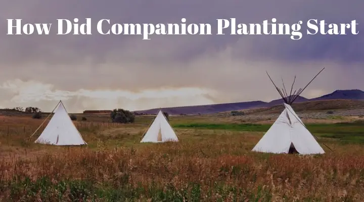 How Did Companion Planting Start 