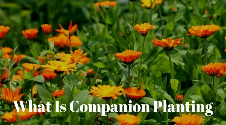 What Is Companion Planting 