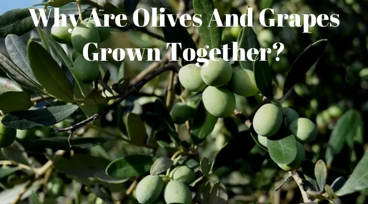 Why are olives and grapes grown together