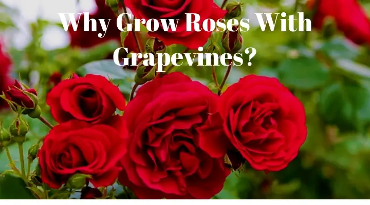 Why Grow Roses With Grapevines