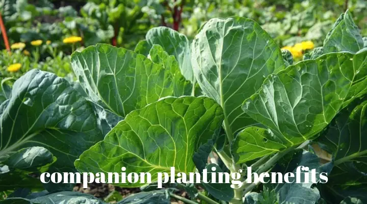 companion planting benefits