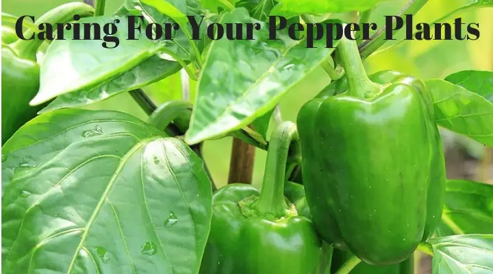 Caring For Your Pepper Plants