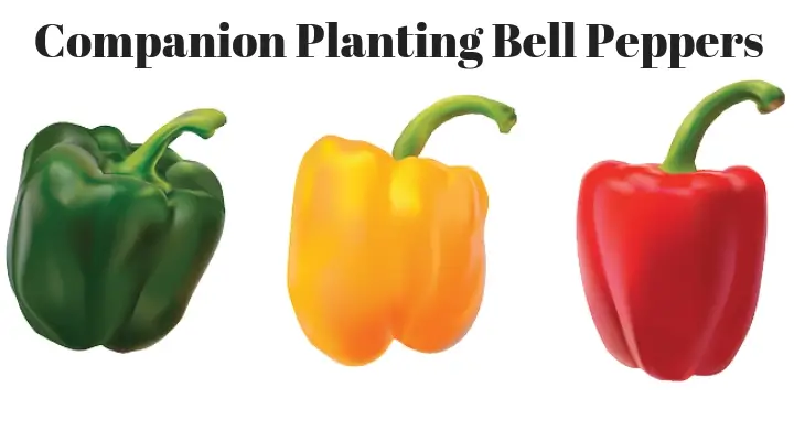 Companion Planting Bell Peppers