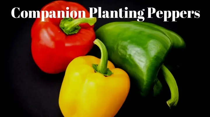 Companion Planting Peppers 