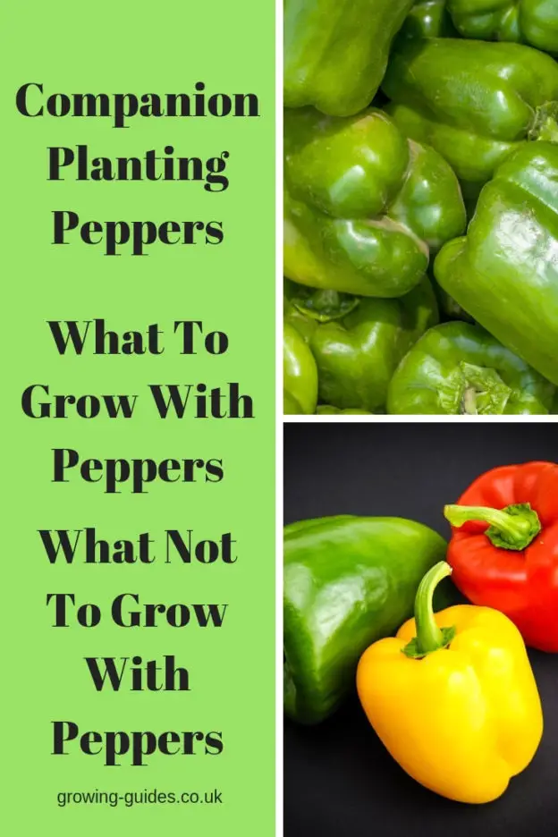 Companion Planting Peppers Bell Peppers