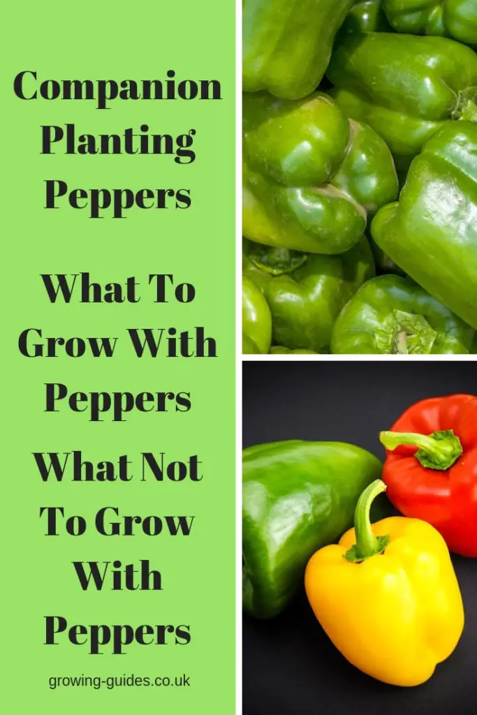 Companion Planting Peppers - Growing Guides