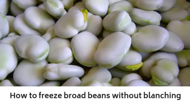 How to freeze broad beans without blanching
