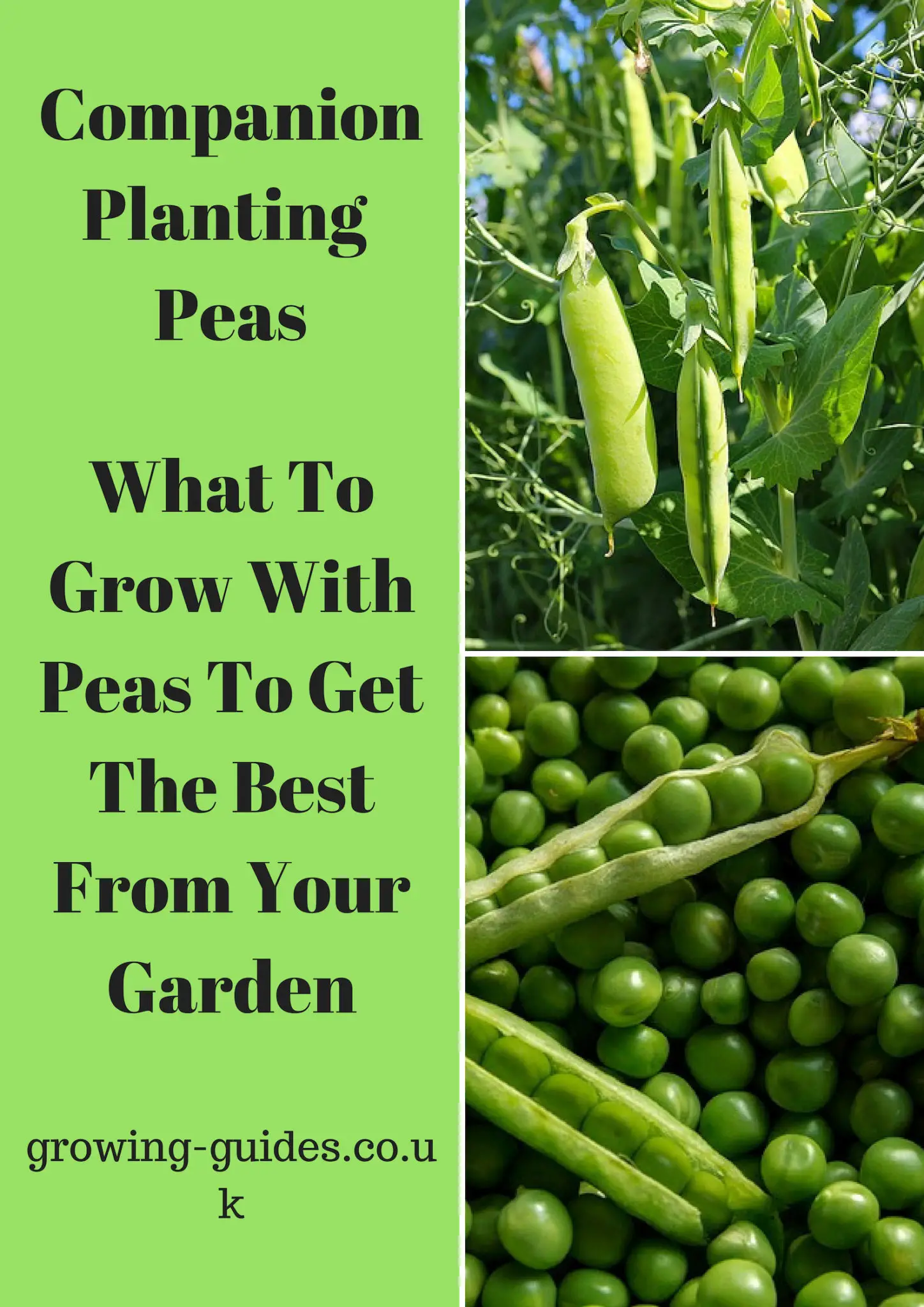 Image of Peas companion plant for carrots