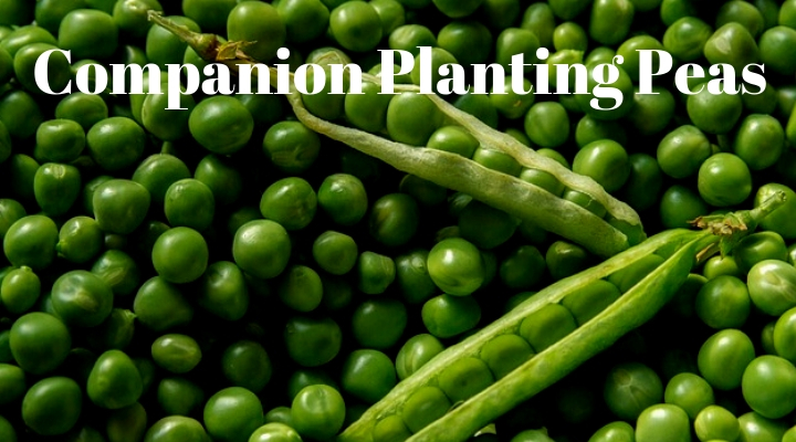 Companion Planting Peas