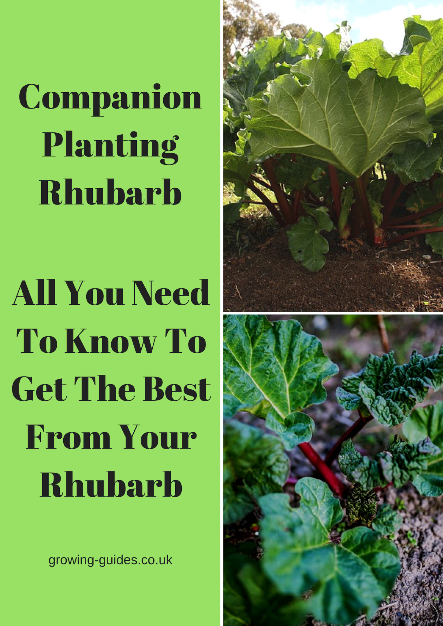 Image of Rhubarb Companion Planting Video