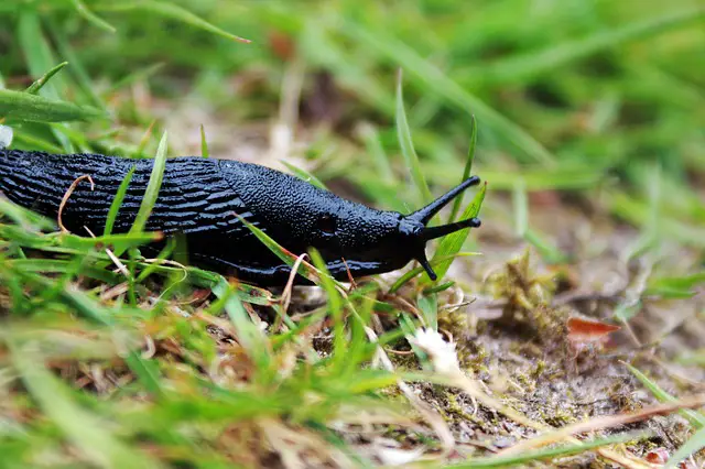 Are Slugs Harmful