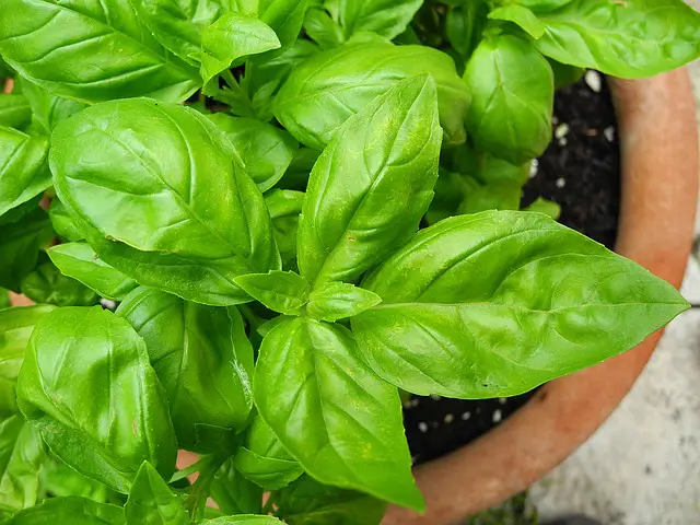 Basil As Companion Plants