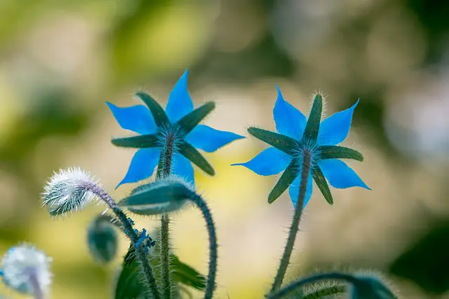 Borage As Companion Plants