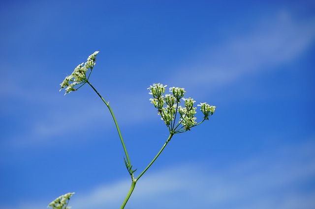 Caraway As Companion Plants