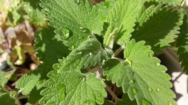 Catnep As Companion Plants