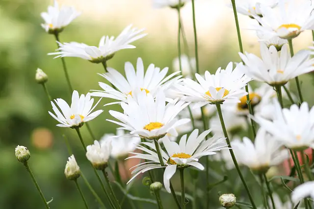 Chamomile As Companion Plants