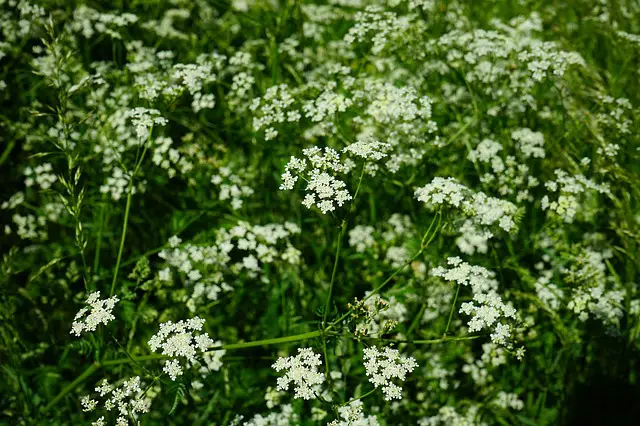 Chervil As Companion Plants