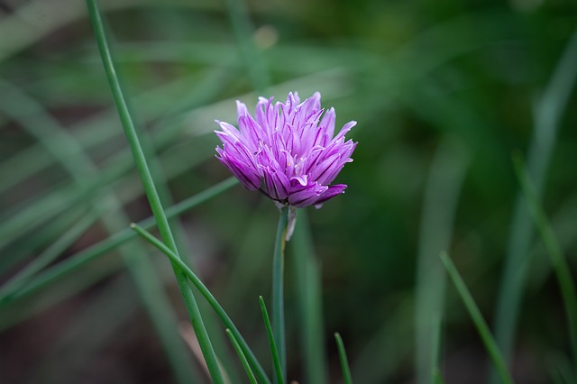 Chives As Companion Plants