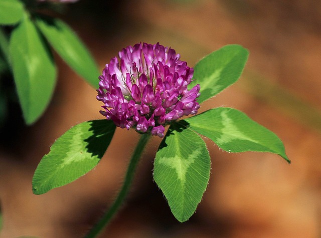 Clover(Trifolium) companion plants