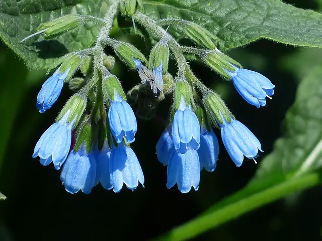 Comfrey As Companion Plants