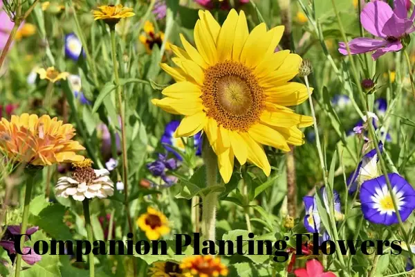 Companion Planting Flowers