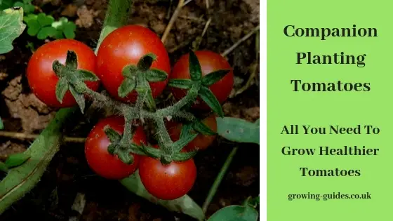 Companion planting tomatoes - Growing Guides