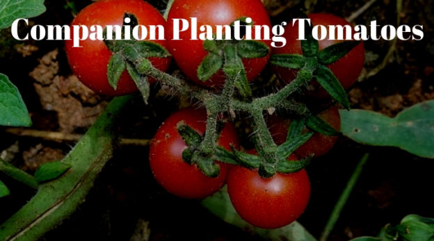 Companion Planting Tomatoes