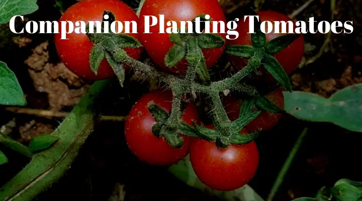 Companion Planting Tomatoes - Growing Guides
