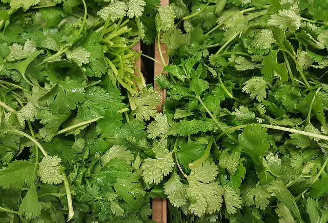 Coriander As Companion Plants