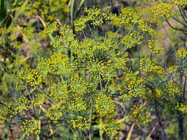 Dill As Companion Plants