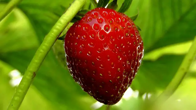 Growing Strawberries From A Strawberry