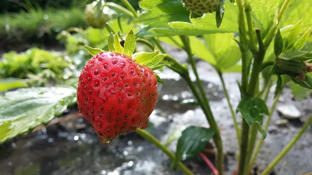 Growing Strawberries From Seed