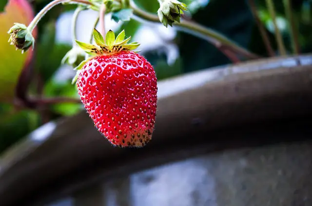 Growing Strawberries In Pots