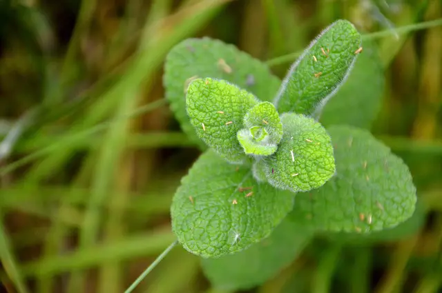 Horehound As Companion Plants