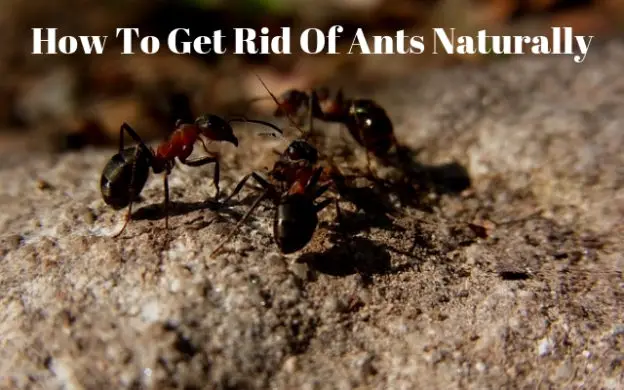 How To Get Rid Of Ants Naturally