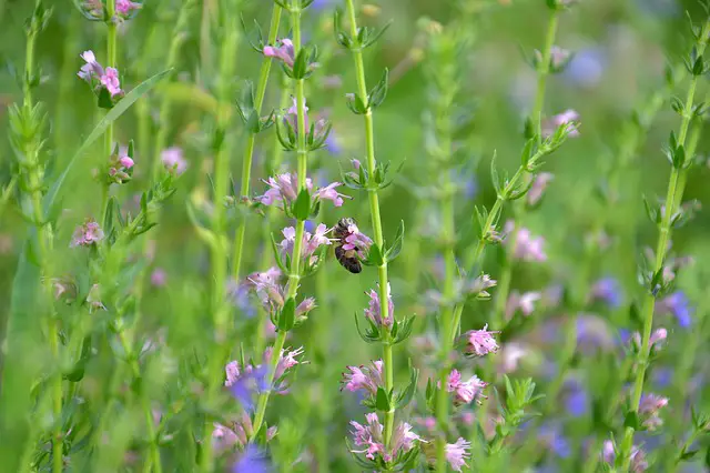 Hyssop As Companion Plants