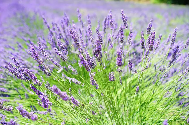Lavender As Companion Plants