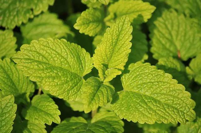 Lemon Balm As Companion Plants