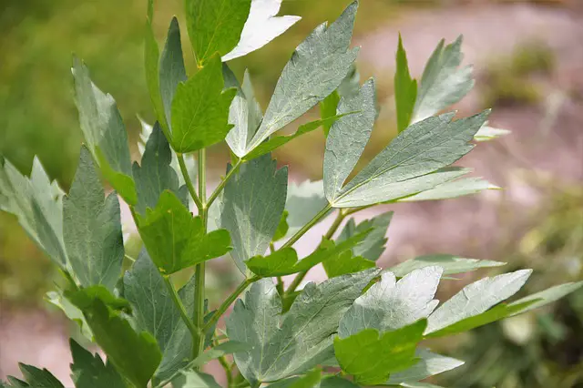 Lovage As Companion Plants