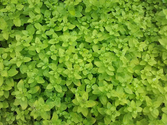 Marjoram As Companion Plants