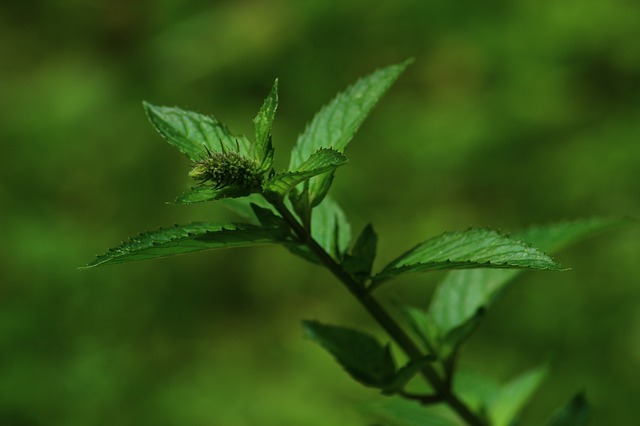 Mint As Companion Plants