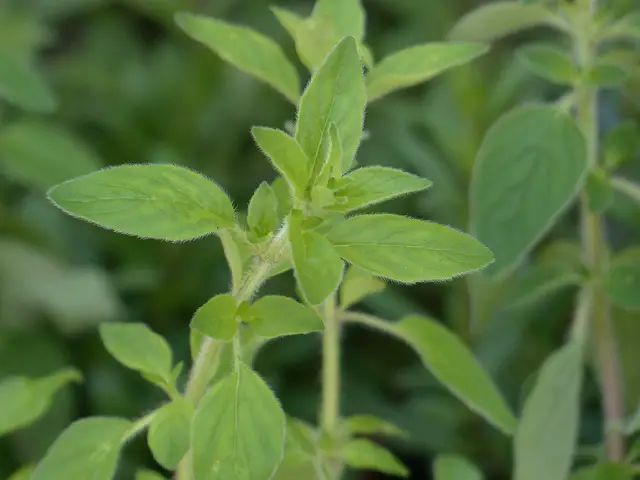 Oregano As Companion Plants