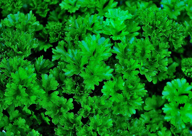 Parsley As Companion Plants