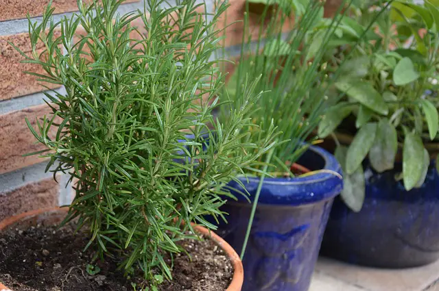 Rosemary As Companion Plants