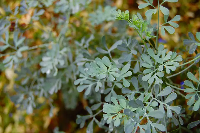 Rue As Companion Plants