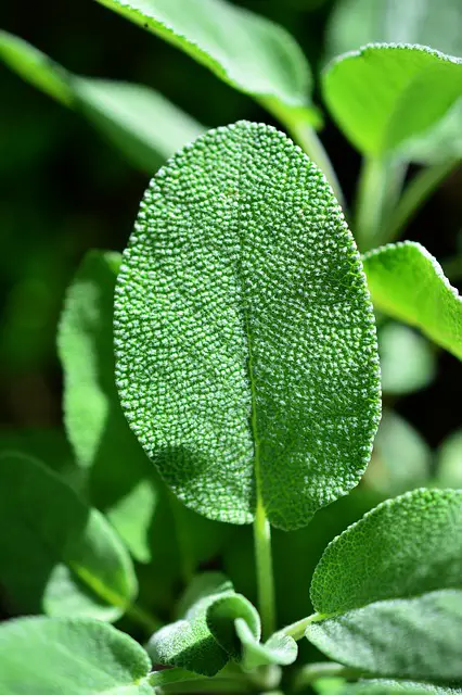 Sage As Companion Plants