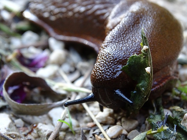 Slug Reproduction