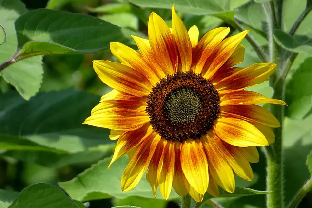 Sunflower(Helianthus annuus)  companion plant